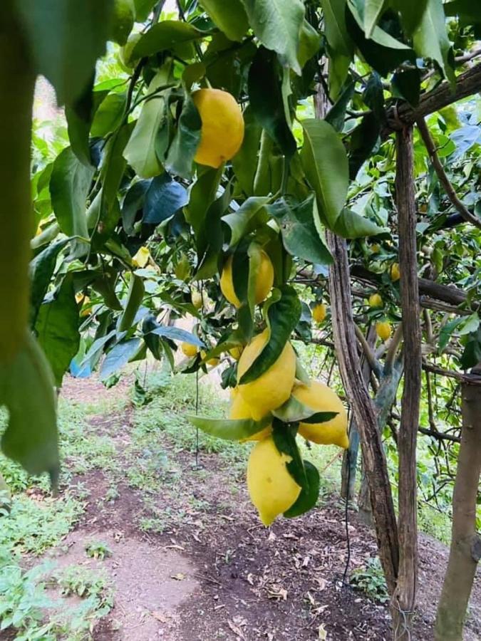 Lemon In The Air Appartement Scala Buitenkant foto